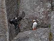 Picture/image of Horned Puffin