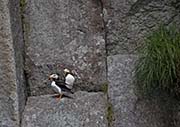 Picture/image of Horned Puffin