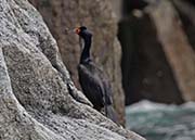 Picture/image of Red-faced Cormorant