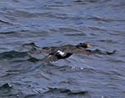 Picture/image of Red-faced Cormorant