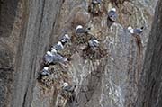 Picture/image of Black-legged Kittiwake