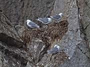 Picture/image of Black-legged Kittiwake