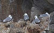 Picture/image of Black-legged Kittiwake
