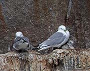 Picture/image of Black-legged Kittiwake