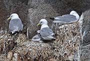 Picture/image of Black-legged Kittiwake