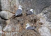 Picture/image of Black-legged Kittiwake