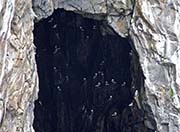 Picture/image of Black-legged Kittiwake