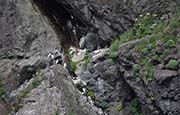 Picture/image of Common Murre