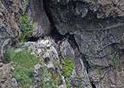 Picture/image of Common Murre