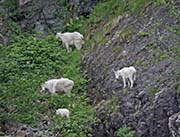 Picture/image of Resurrection Bay