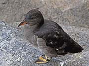 Picture/image of Rhinoceros Auklet
