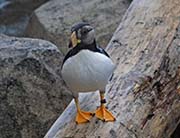Picture/image of Horned Puffin