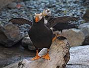 Picture/image of Tufted Puffin