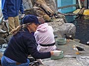 Picture/image of Horned Puffin