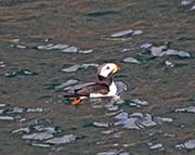 Picture/image of Horned Puffin