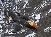 Picture/image of Tufted Puffin