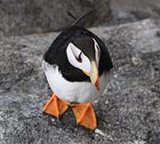Picture/image of Horned Puffin