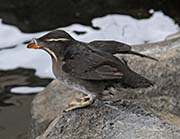 Picture/image of Rhinoceros Auklet