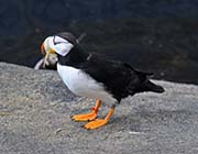 Picture/image of Horned Puffin