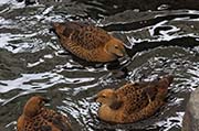 Picture/image of King Eider