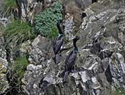 Picture/image of Pelagic Cormorant