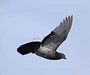 Picture/image of Rock Pigeon