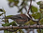 Picture/image of Chestnut-backed Chickadee