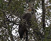 Picture/image of Bald Eagle