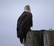Picture/image of Bald Eagle