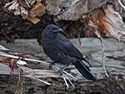 Picture/image of Northwestern Crow