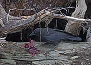 Picture/image of Northwestern Crow