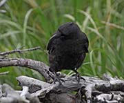 Picture/image of Northwestern Crow