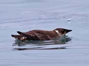 Picture/image of Marbled Murrelet