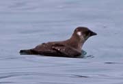 Picture/image of Marbled Murrelet