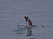 Picture/image of Marbled Murrelet
