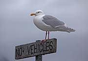 Picture/image of Glaucous-winged Gull