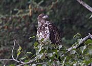 Picture/image of Bald Eagle