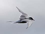 Picture/image of Arctic Tern