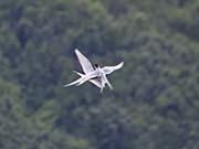 Picture/image of Arctic Tern