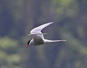 Picture/image of Arctic Tern