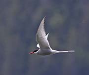 Picture/image of Arctic Tern