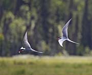 Picture/image of Arctic Tern