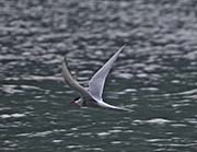 Picture/image of Arctic Tern