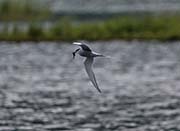 Picture/image of Arctic Tern