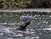 Picture/image of Arctic Tern