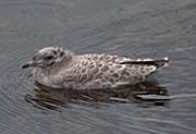 Picture/image of Mew Gull