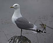 Picture/image of Mew Gull