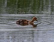 Picture/image of American Wigeon