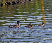 Picture/image of American Wigeon