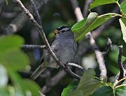 Picture/image of White-crowned Sparrow